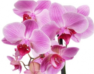 330x261-1259378318orchidee6.jpg